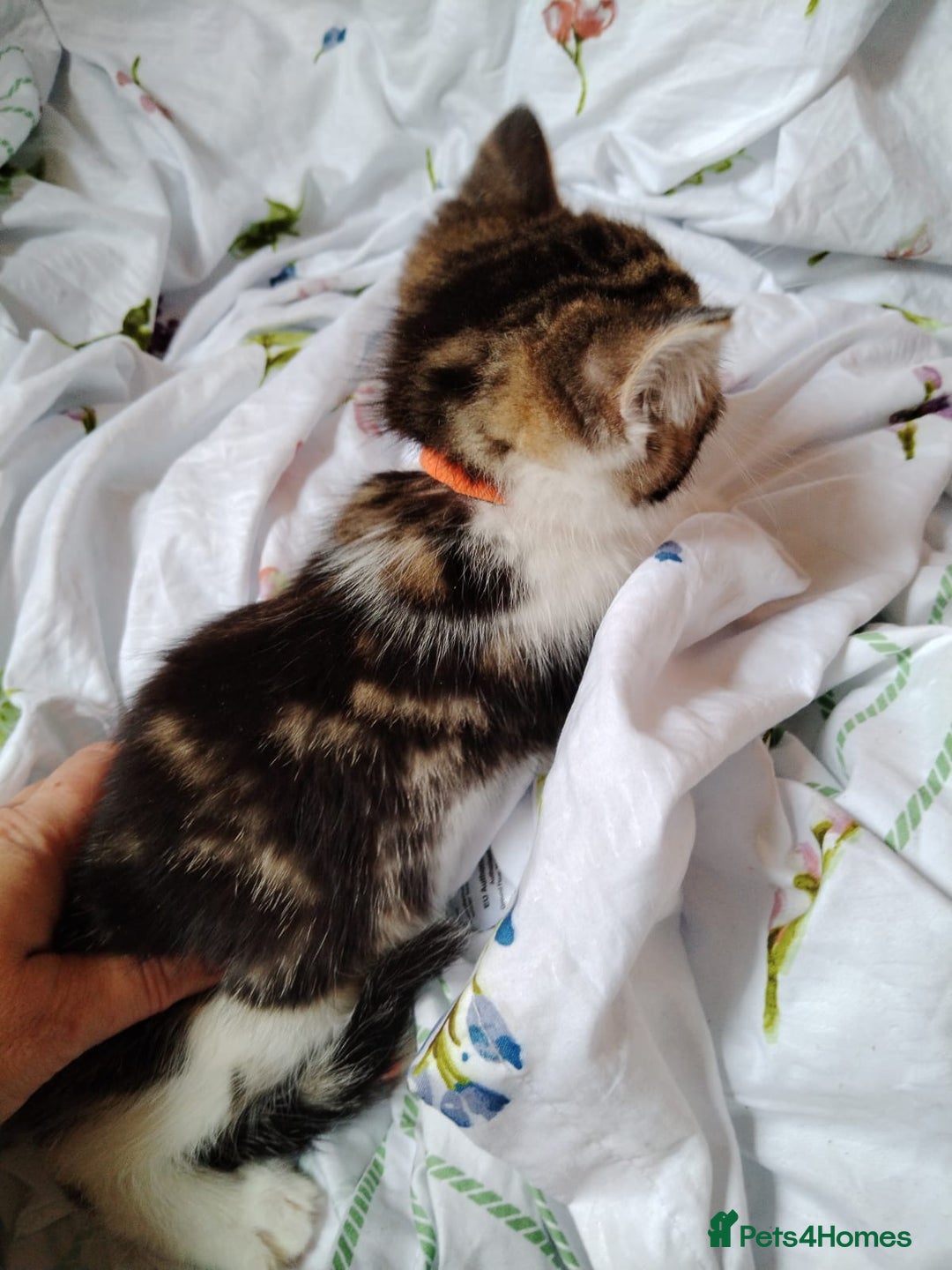 Domestic Shorthair cats for sale: Beautiful kittens baby girls ready for new home  - Image 10