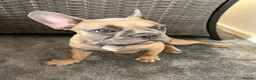 French Bulldog dogs for sale: French Bulldog  - Advert 7