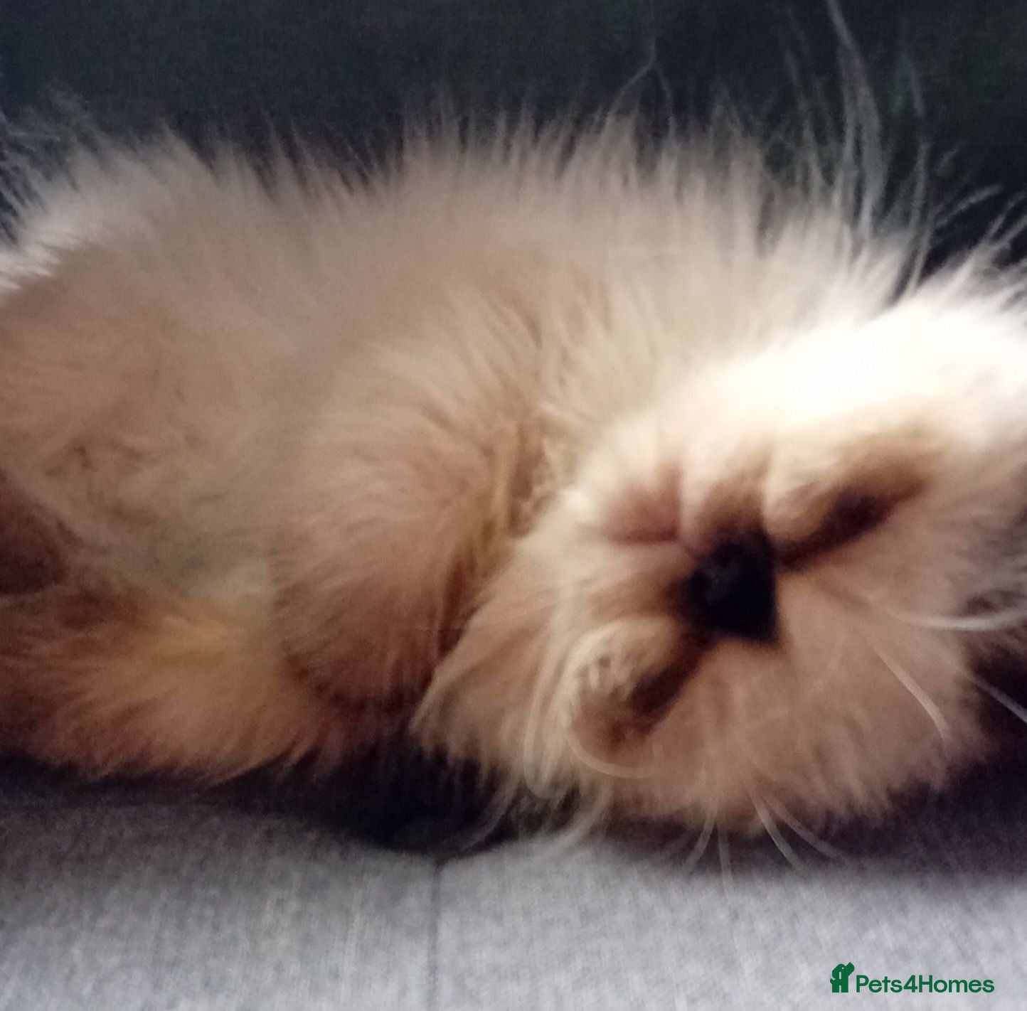 Persian cats Stunning colourpoint persian kitten - Advert 1