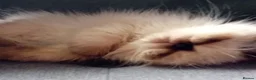 Persian cats for sale: Stunning colourpoint persian kitten - Advert 6