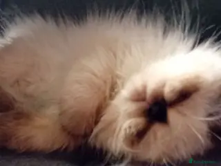 Persian cats Stunning colourpoint persian kitten - Advert 3