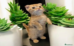 Munchkin cats for sale: Exceptional Quality & Extremely Rare Silver Minuet - Image 13