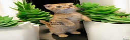 Munchkin cats for sale: Exceptional Quality & Extremely Rare Silver Minuet - Advert 11