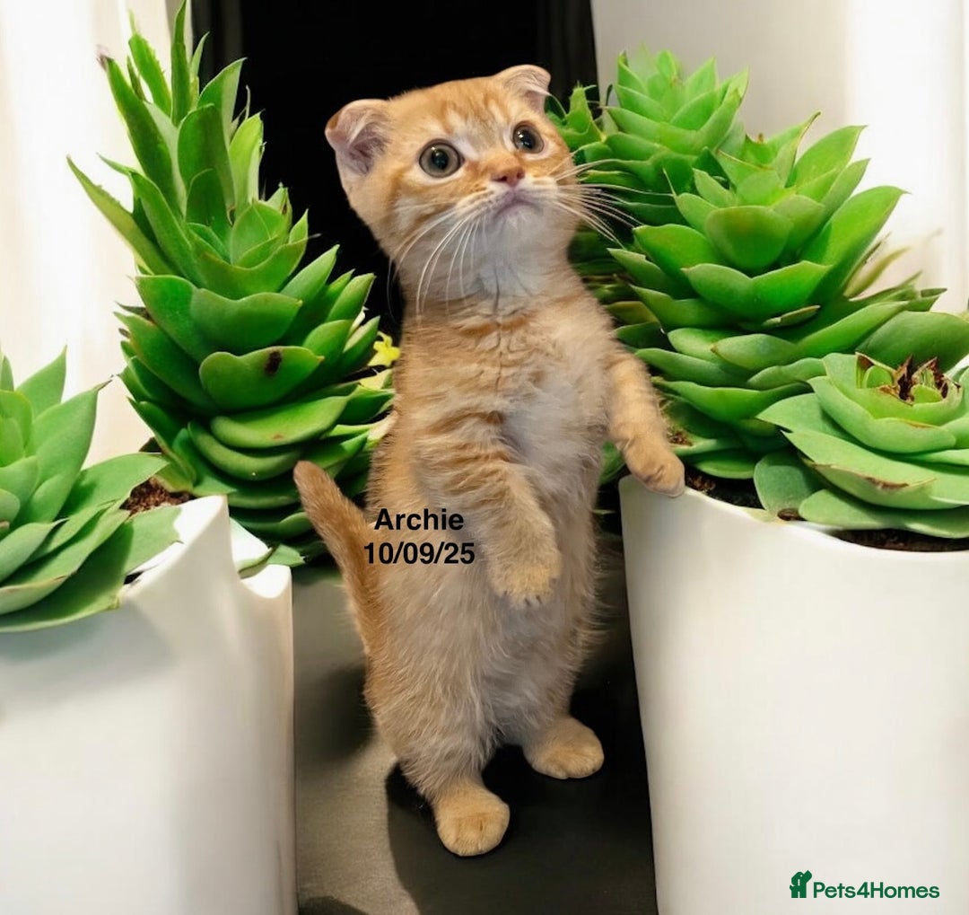 Munchkin cats for sale: Exceptional Quality & Extremely Rare Silver Minuet - Image 13