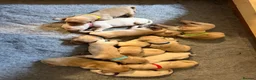 Golden Retriever dogs for sale: Exceptionally bred golden Retriever Puppies - Advert 11