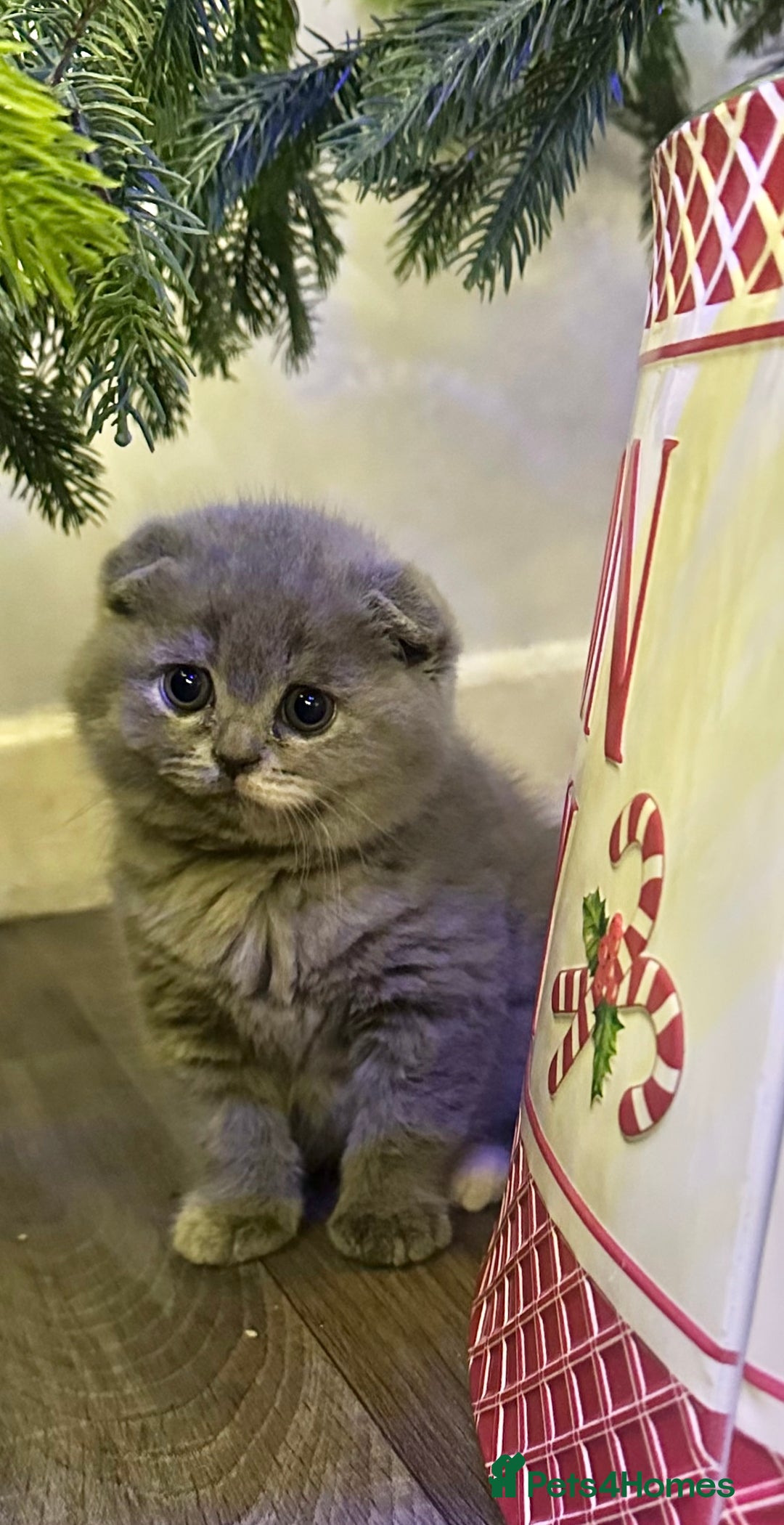 Scottish Fold cats for sale: ✨💜 LAST Scottish Fold Girl For Sale 💜✨ - Advert 3