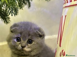 Scottish Fold cats ✨💜 LAST Scottish Fold Girl For Sale 💜✨ - Advert 3