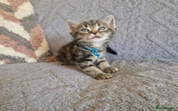 Ragdoll cats for sale: Ragdoll cross - Image 17