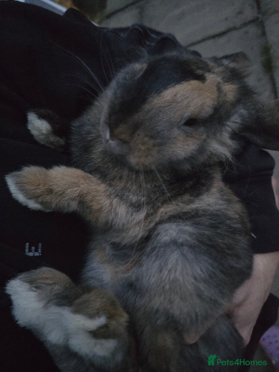 Mixed Breed rabbits for sale: Female Rabbit for rehoming - Advert 2