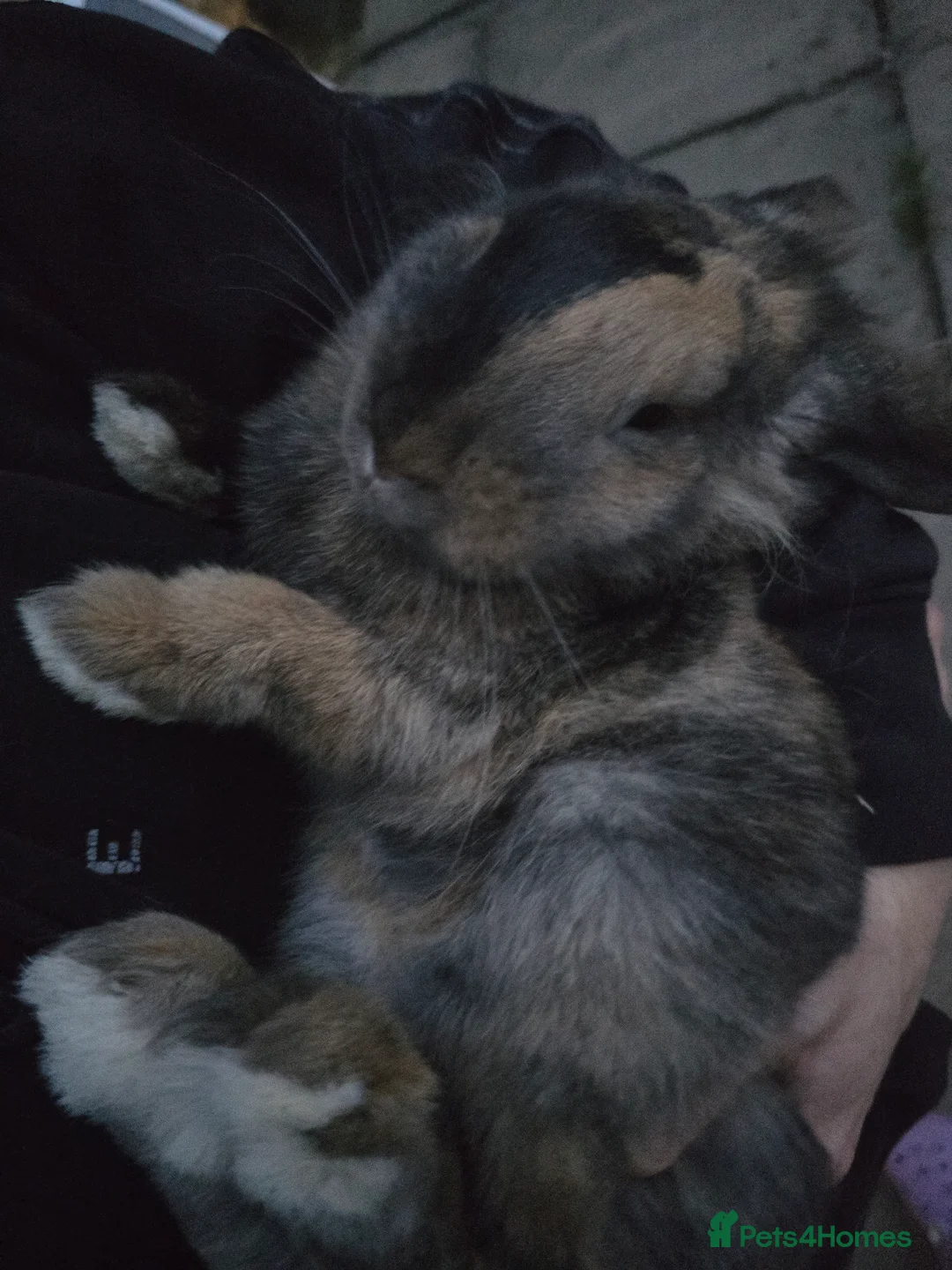 Mixed Breed rabbits for sale: Female Rabbit for rehoming - Advert 2