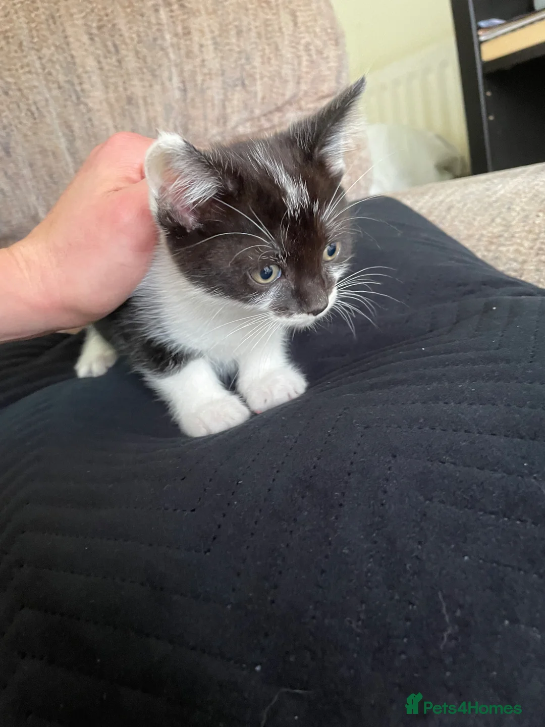 Mixed Breed cats for sale: 🐾 Adorable Kittens for Sale – Bristol 🐾 - Advert 1