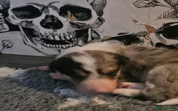 Border Collie dogs for sale: Unique blue merle border collie puppies - Image 7