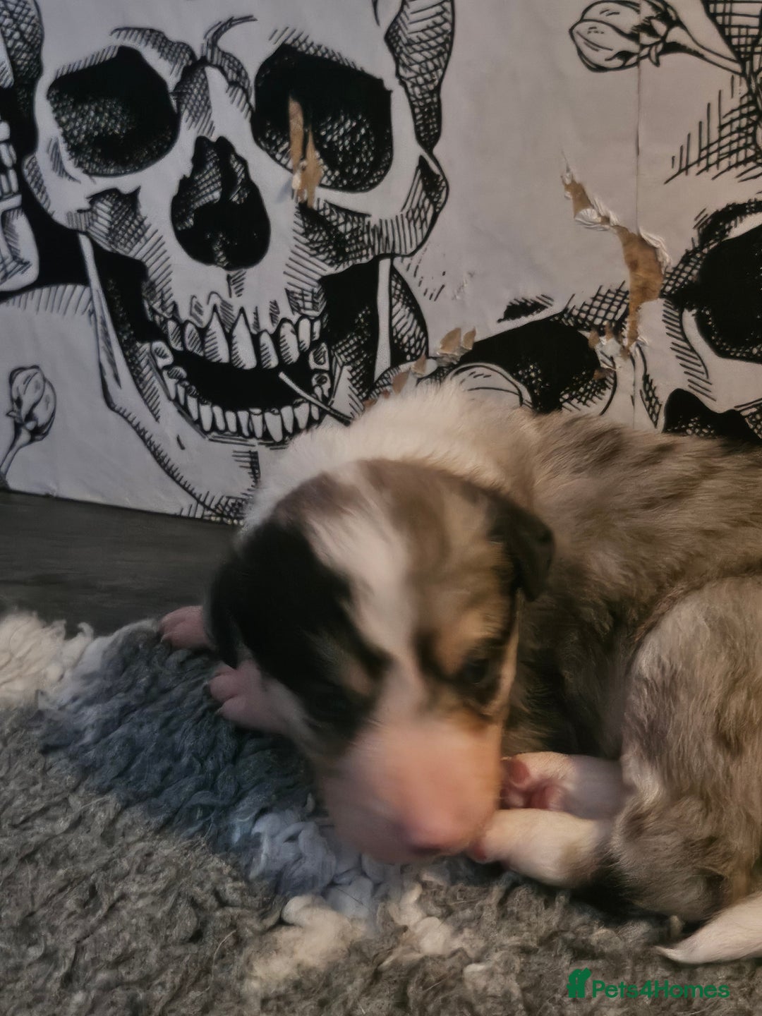 Border Collie dogs for sale: Unique blue merle border collie puppies - Image 7