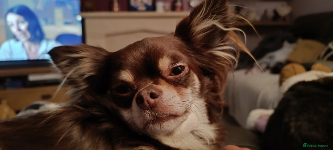 Chihuahua dogs for sale: Toto and Oz - Advert 10