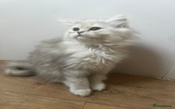 Persian cats for sale: Long haired Persian. Chinchilla. in Shefford - Image 3