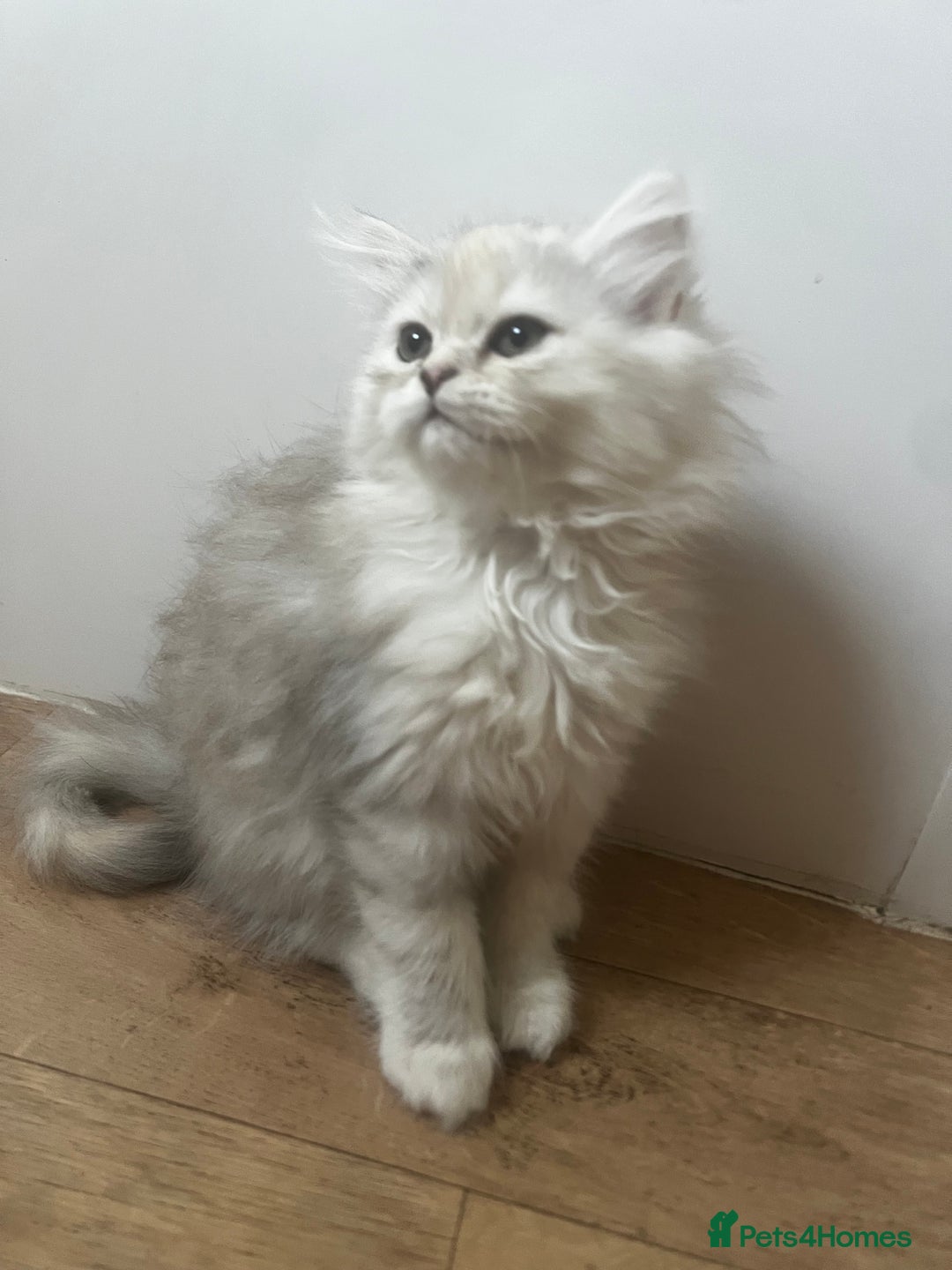 Persian cats for sale: Long haired Persian. Chinchilla. in Shefford - Image 3