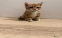 Mixed Breed cats for sale: One ginger male available  - Image 6
