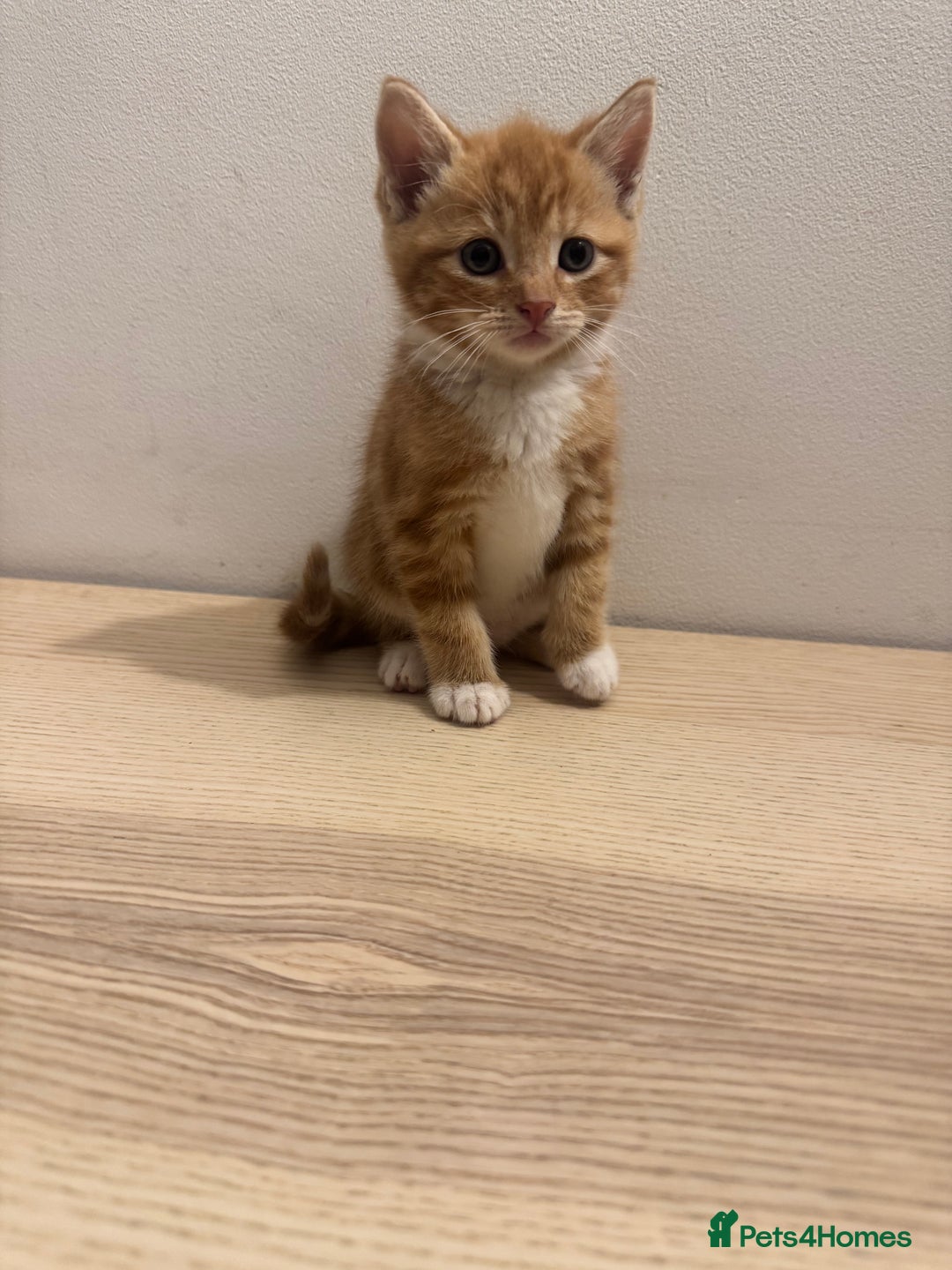 Mixed Breed cats for sale: One ginger male available  - Image 6