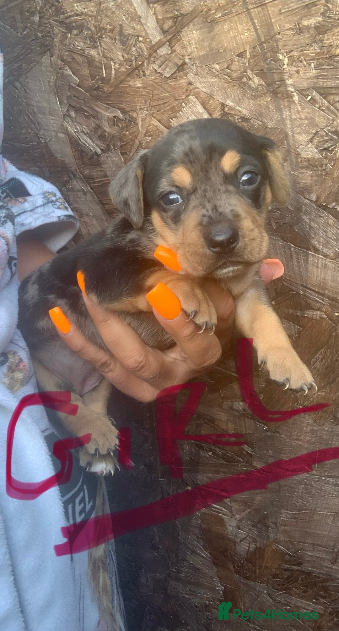 Jack Russell dogs for sale: Beautiful jack Russell puppies  - Image 3