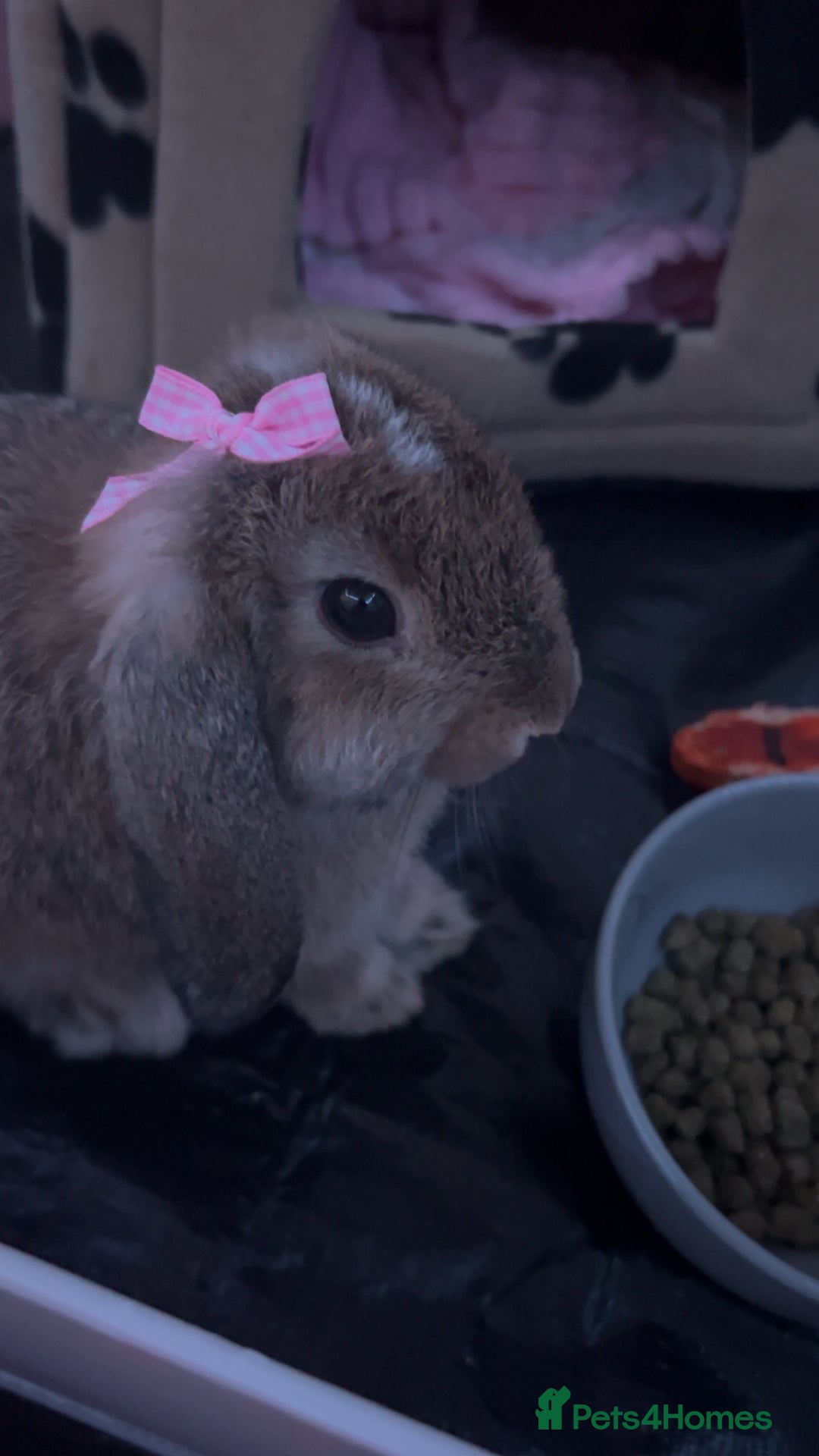 Mini Lop rabbits for sale: Bambi need gone ASAP - Image 5