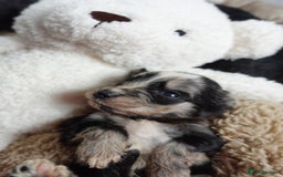 Sheepadoodle dogs for sale: Mini Sheepadoodle the wait is over!  - Image 15