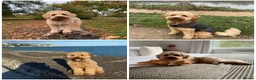 Cavapoo dogs for sale: Stunning fox red Cavapoo puppies 🐾 - Advert 6
