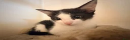 Domestic Shorthair cats for sale: STILL AVAILABLE- 2 black and white kittens  - Advert 10