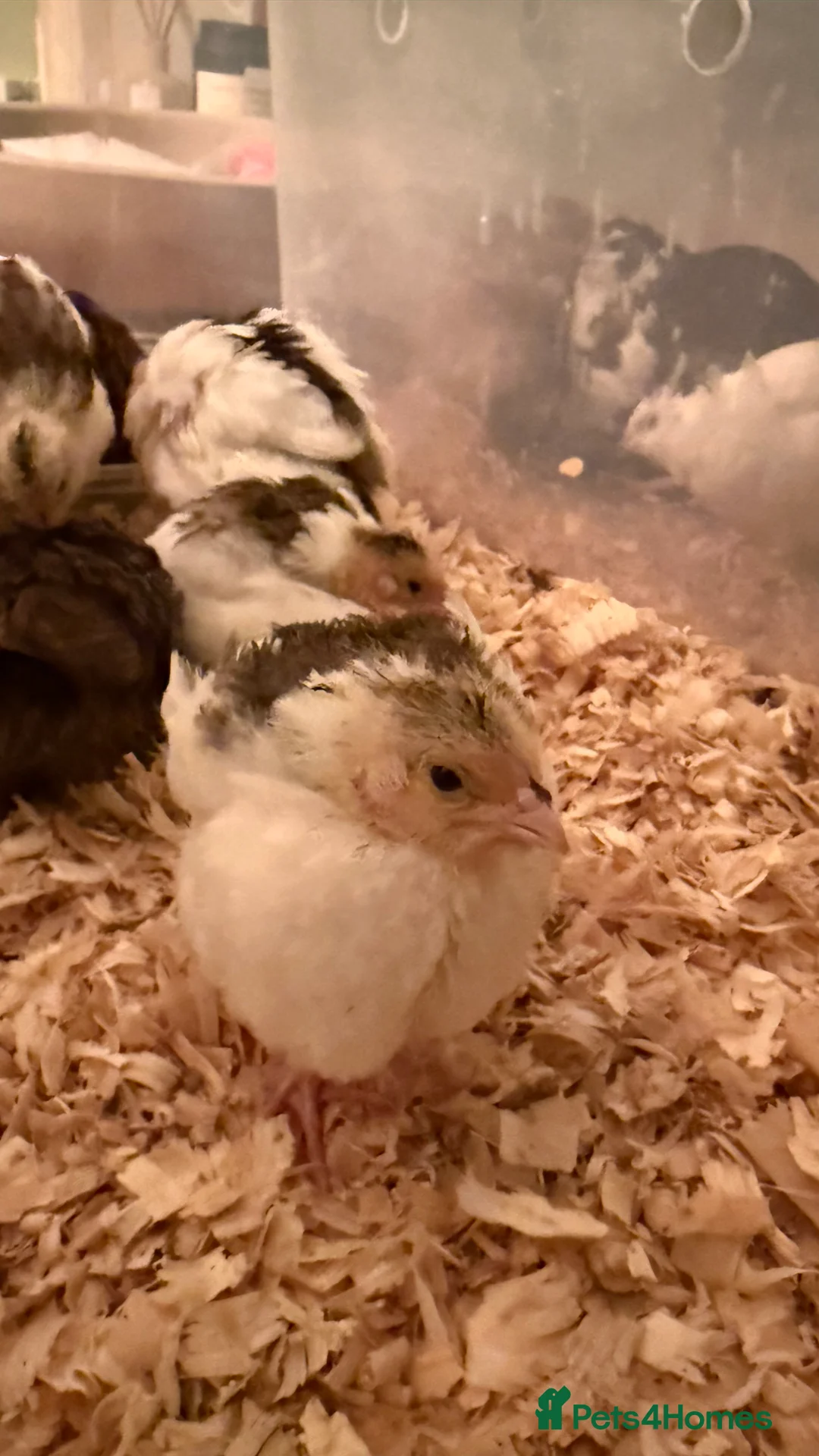 Quail poultry for sale: 🩵Celadon Coturnix quail chicks 💙 - Advert 19