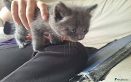 British Shorthair cats for sale: Happy Ragdoll British Short Haired Cross - Image 4