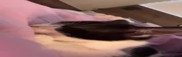 Mixed Breed cats for sale: 9 week old mixed breed tuxedo kitten in Nottingham - Advert 4