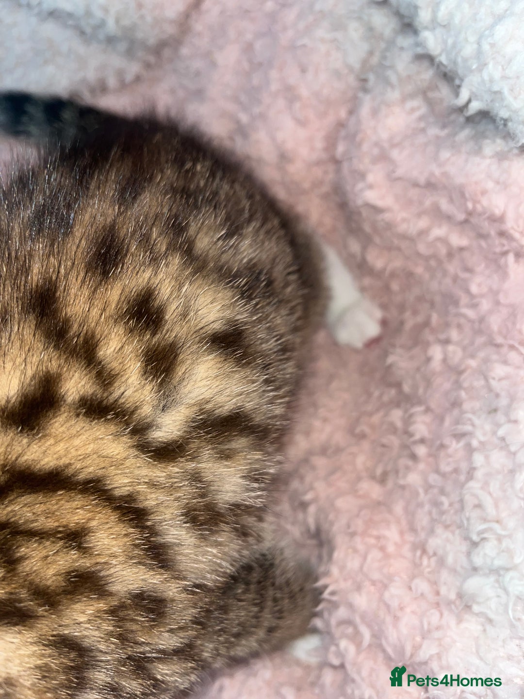 Mixed Breed cats for sale: Beautiful Half Bengal Boy Looking For His New home - Advert 8