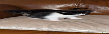 Mixed Breed Kitten 1