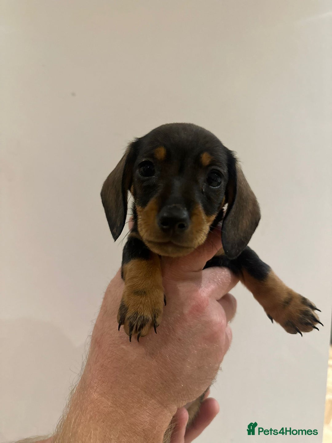 Dachshund dogs for sale: Dachshund puppies  - Advert 35