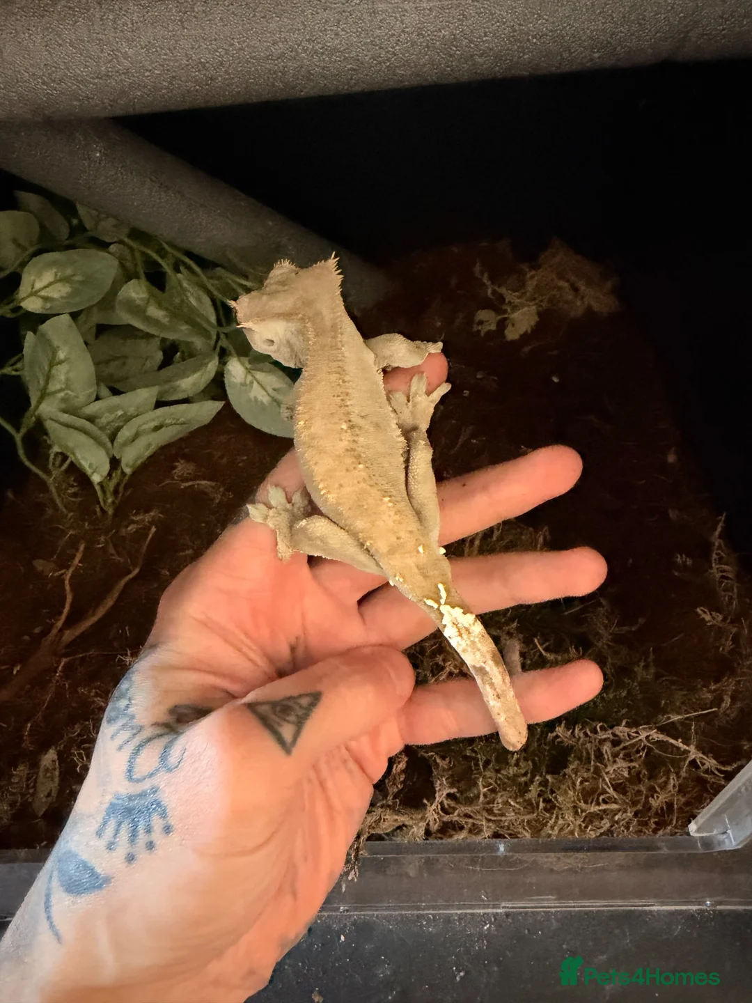 Gecko reptiles for sale: Crested gecko breeding collection  - Advert 2