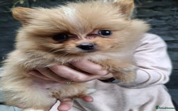 Pomeranian dogs for sale: 2 WELL BRED TEACUP POMERANIANS GIRLS - Image 9