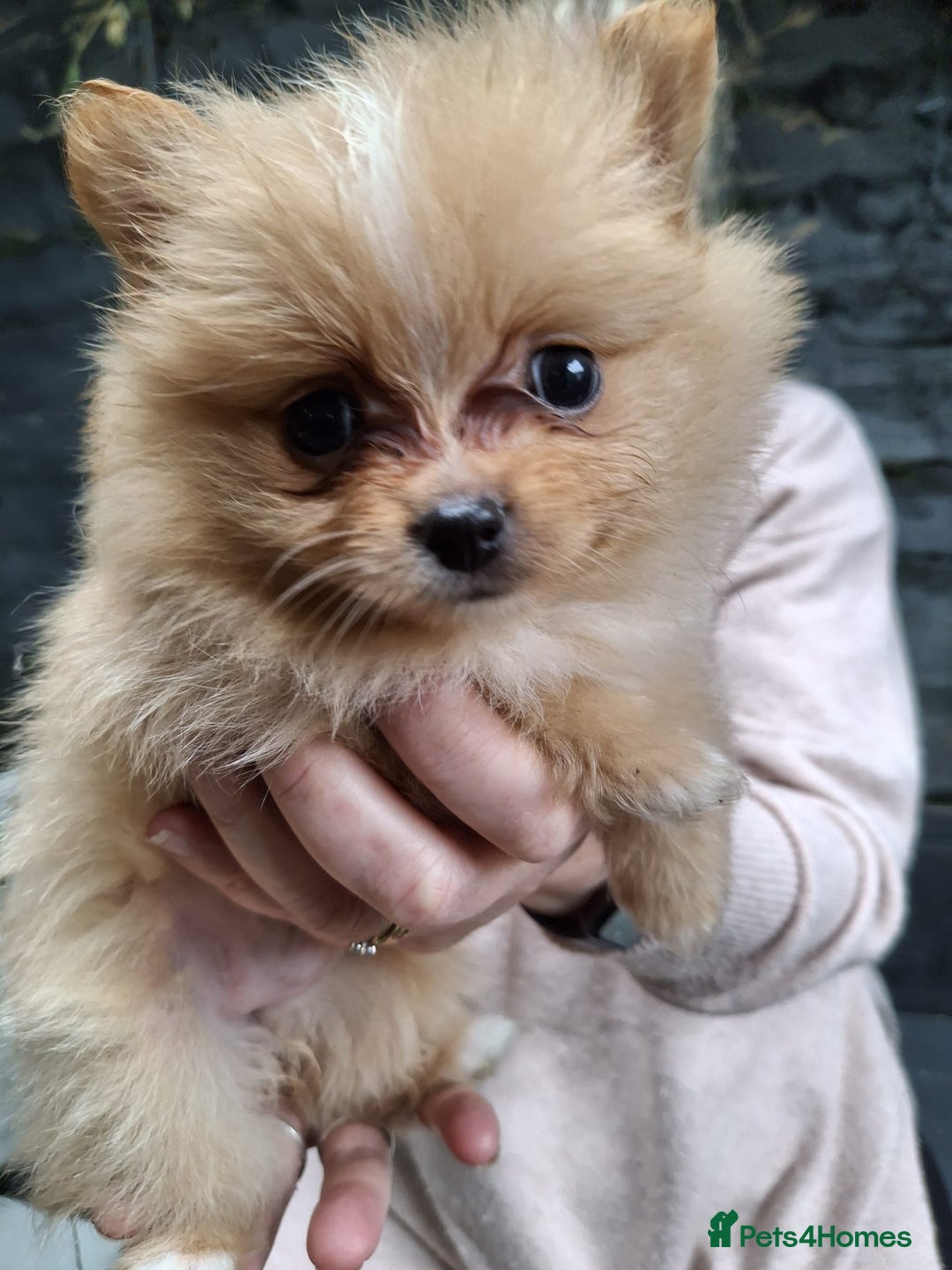 Pomeranian dogs for sale: 2 WELL BRED TEACUP POMERANIANS GIRLS - Image 9