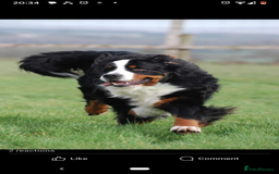 Bernese Mountain Dog dogs for sale: Bernese mountain dog puppies  - Image 4