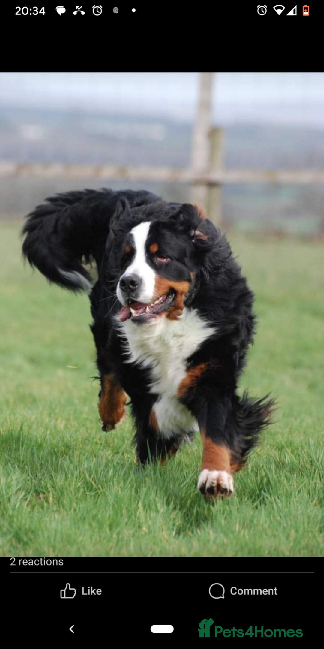 Bernese Mountain Dog dogs for sale: Bernese mountain dog puppies  - Image 4