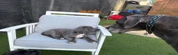 Great Dane dogs for sale: Ready to go! Pedigree blue & black Great Dane Pups - Advert 4