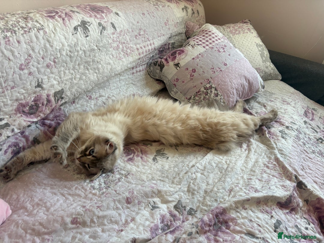 Ragdoll cats for sale: Rehoming this handsome Ragdoll male cross tabby - Image 16