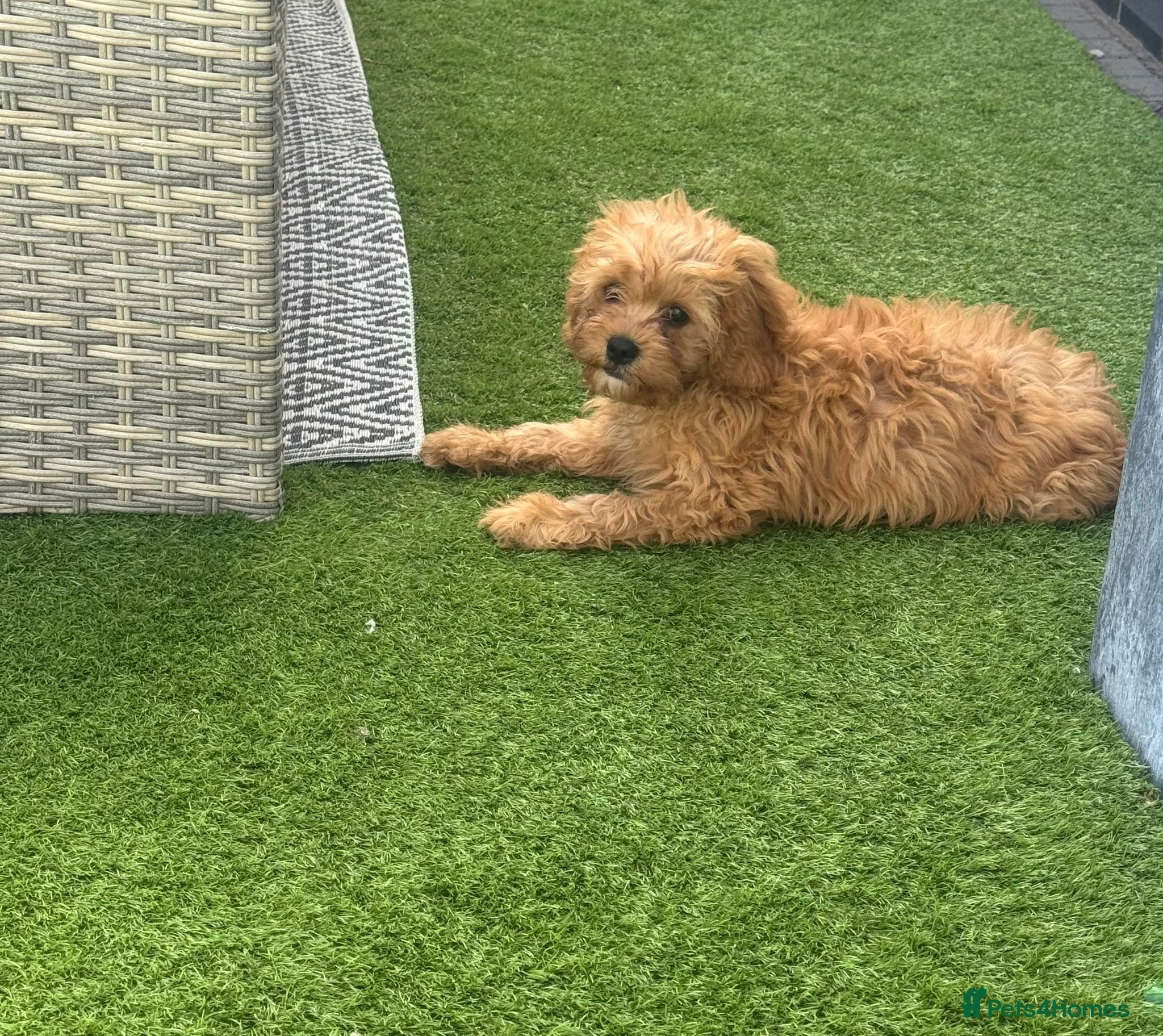 Cavapoo dogs Male f1 cavapoo fully vaccinated  - Advert 2