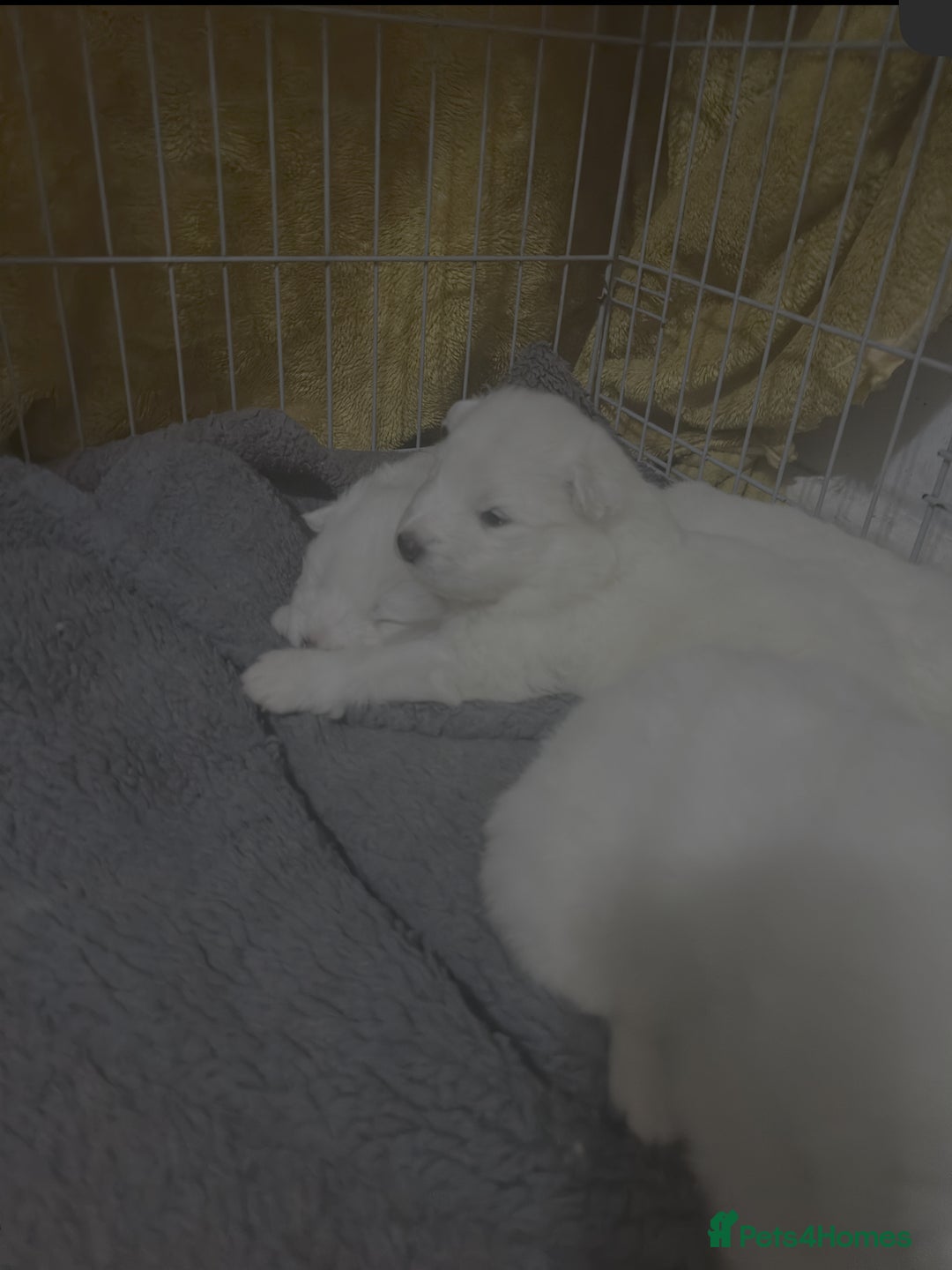 Samoyed dogs for sale: Adorable 6 Samoyed Puppies Waiting Forever Homes - Advert 34