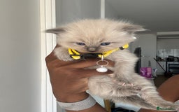 Ragdoll cats for sale: Chocolate point Ragdoll kittens🐈🧡💛💚 - Image 8