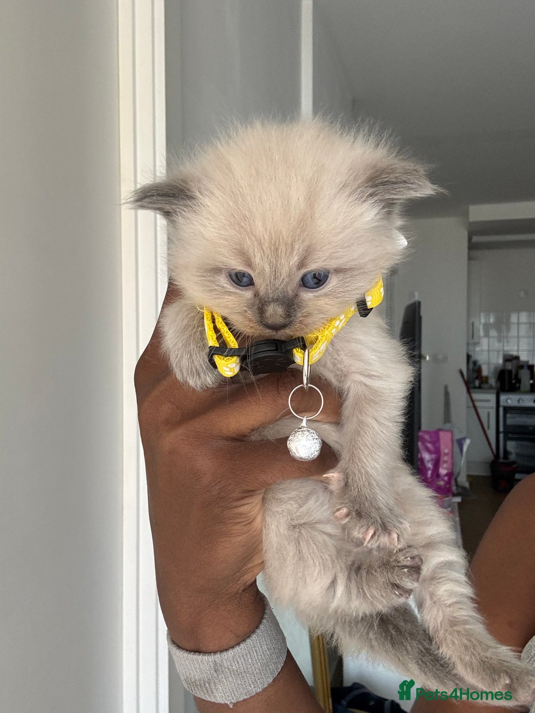Ragdoll cats for sale: Chocolate point Ragdoll kittens🐈🧡💛💚 - Image 8