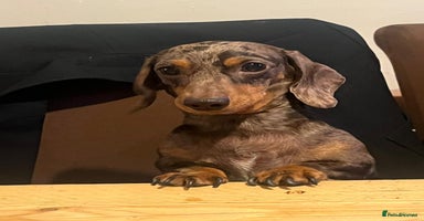 Dachshund dogs - Advert 4