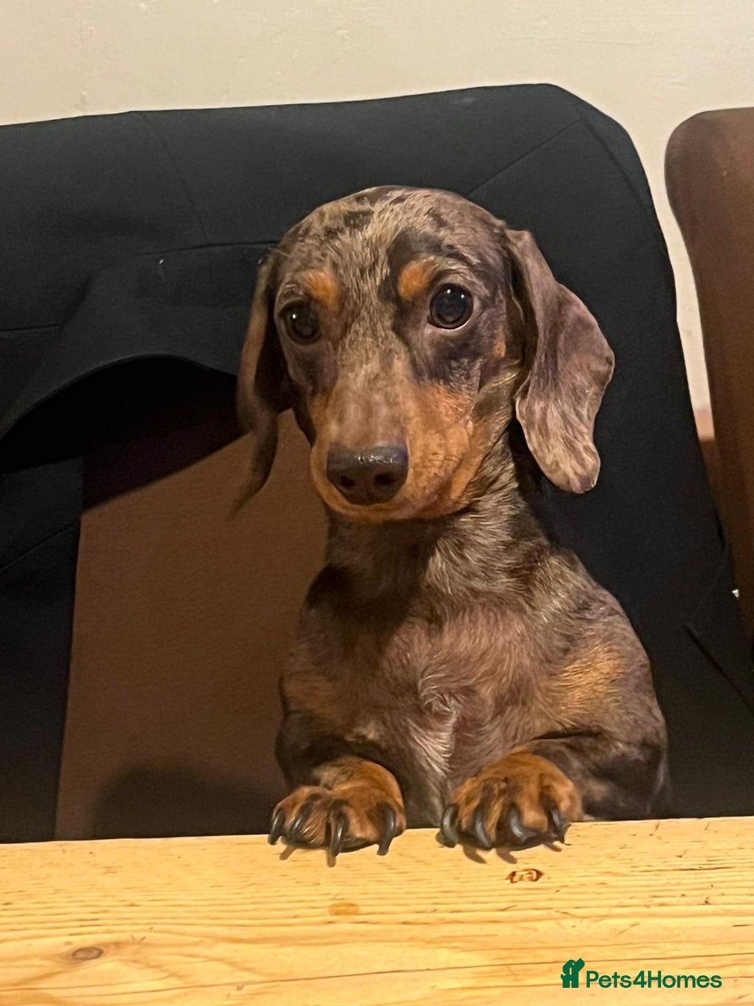 Dachshund dogs for sale: 4 gorgeous puppies for sale - Image 2