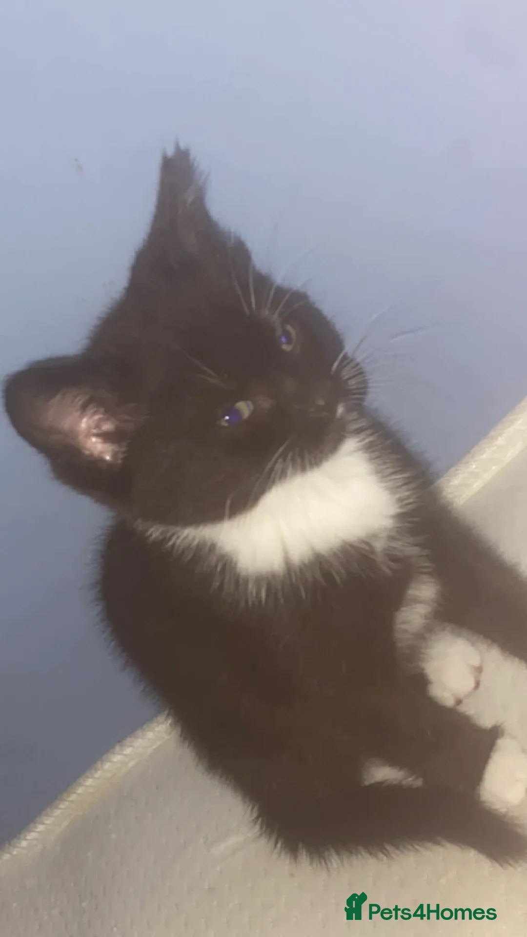 Mixed Breed cats for sale: 2 beautiful male tabbys - Advert 1