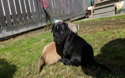 American Bully dogs for sale: 3 female pocket bully's available  - Image 7