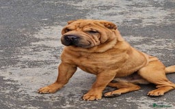 Mixed Breed dogs for sale: Chow Pei puppies - Advert 5