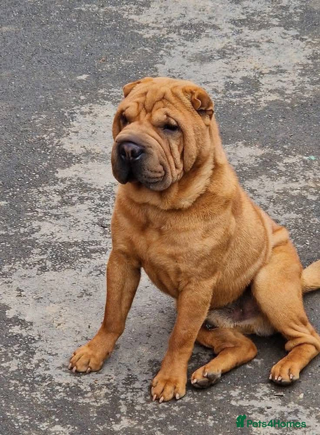 Mixed Breed dogs for sale: Chow Pei puppies - Advert 5